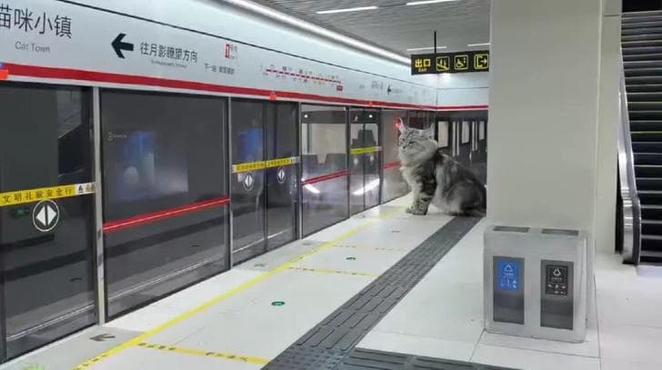 chinese-engineer-built-mini-subway-his-cat