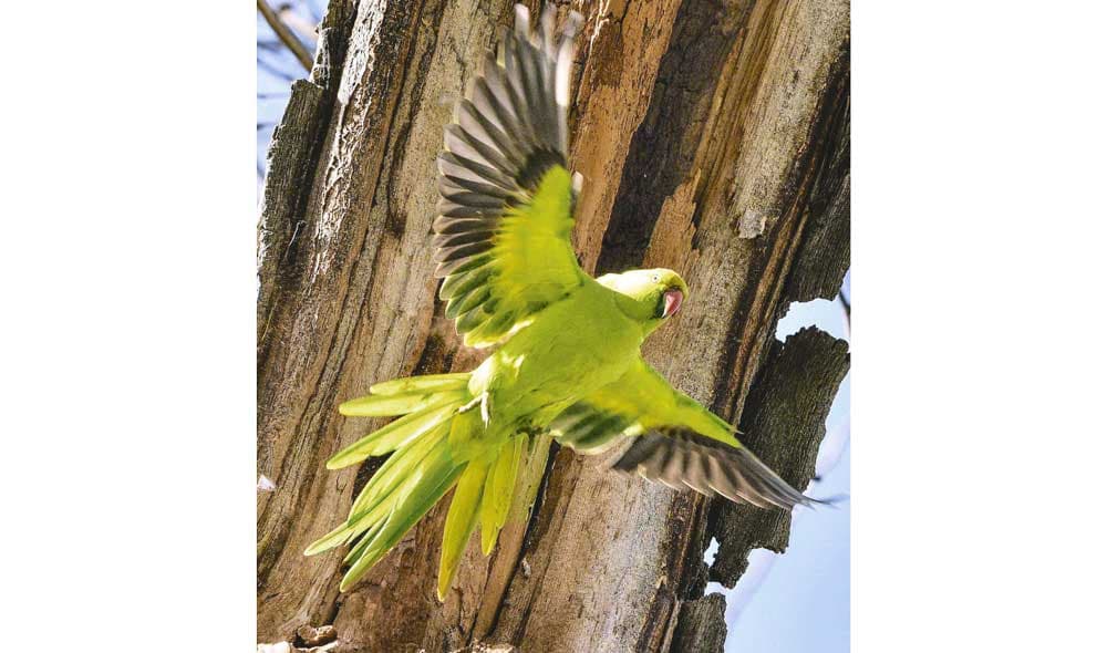 emerald-guests-exotic-rose-ringed-parakeets-appear-balkanabat