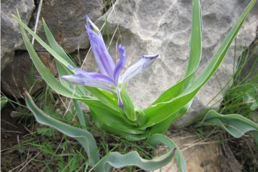 early-spring-causes-booming-primroses-turkmenistan