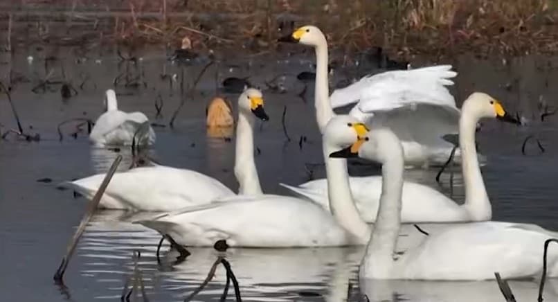 Более 100 лебедей прилетели на зимовку в Цзянсу