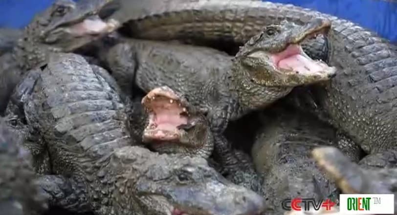 Восточно-Китайский природный заповедник переводит аллигаторов Янцзы в помещение на зиму