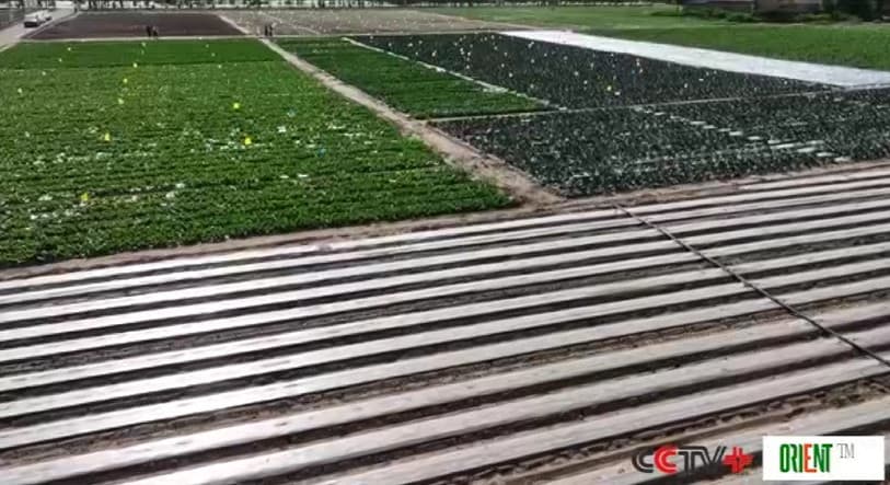 Экспорт сельхозпродукции Китая за пять лет вырос более чем на 34 процента