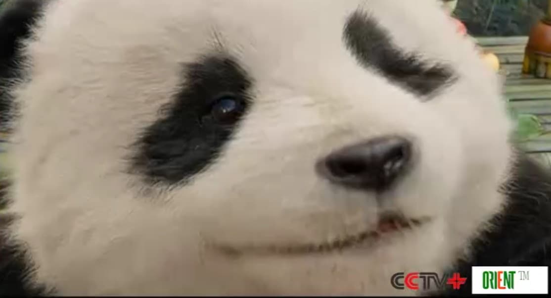 Началась предварительная продажа билетов на китайские фильмы, приуроченные к Китайскому Новому году 2026