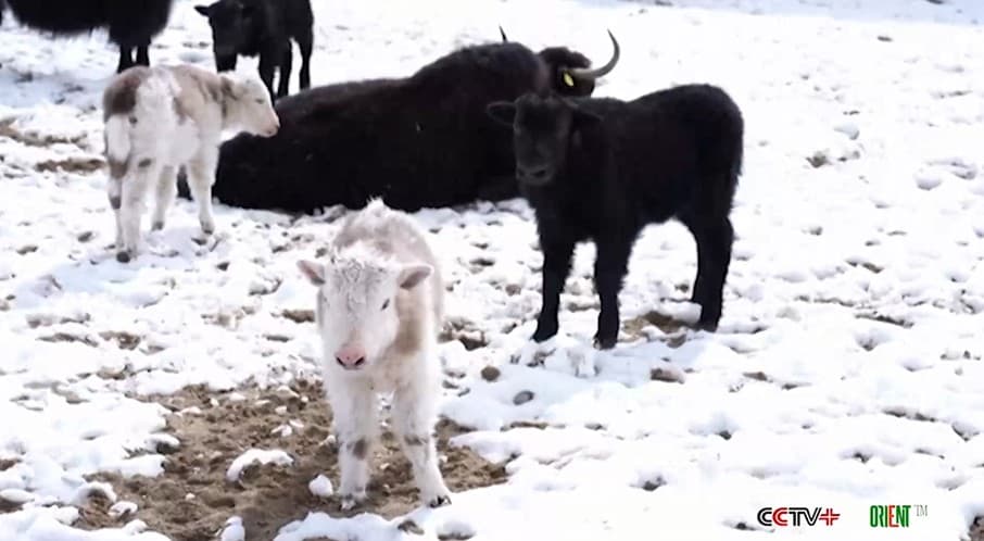 Chinese Scientists Announce Breakthrough in Yak Cloning: Ten Cloned Calves Naturally Born in Tibet