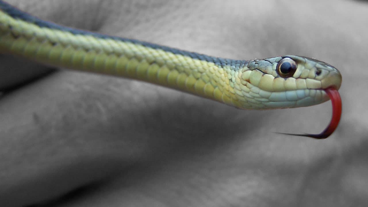 Sensation in Guangxi: Two-Headed Snake Discovered in Chinese Nature Reserve. What Else Do the Ancient Forests Hide?