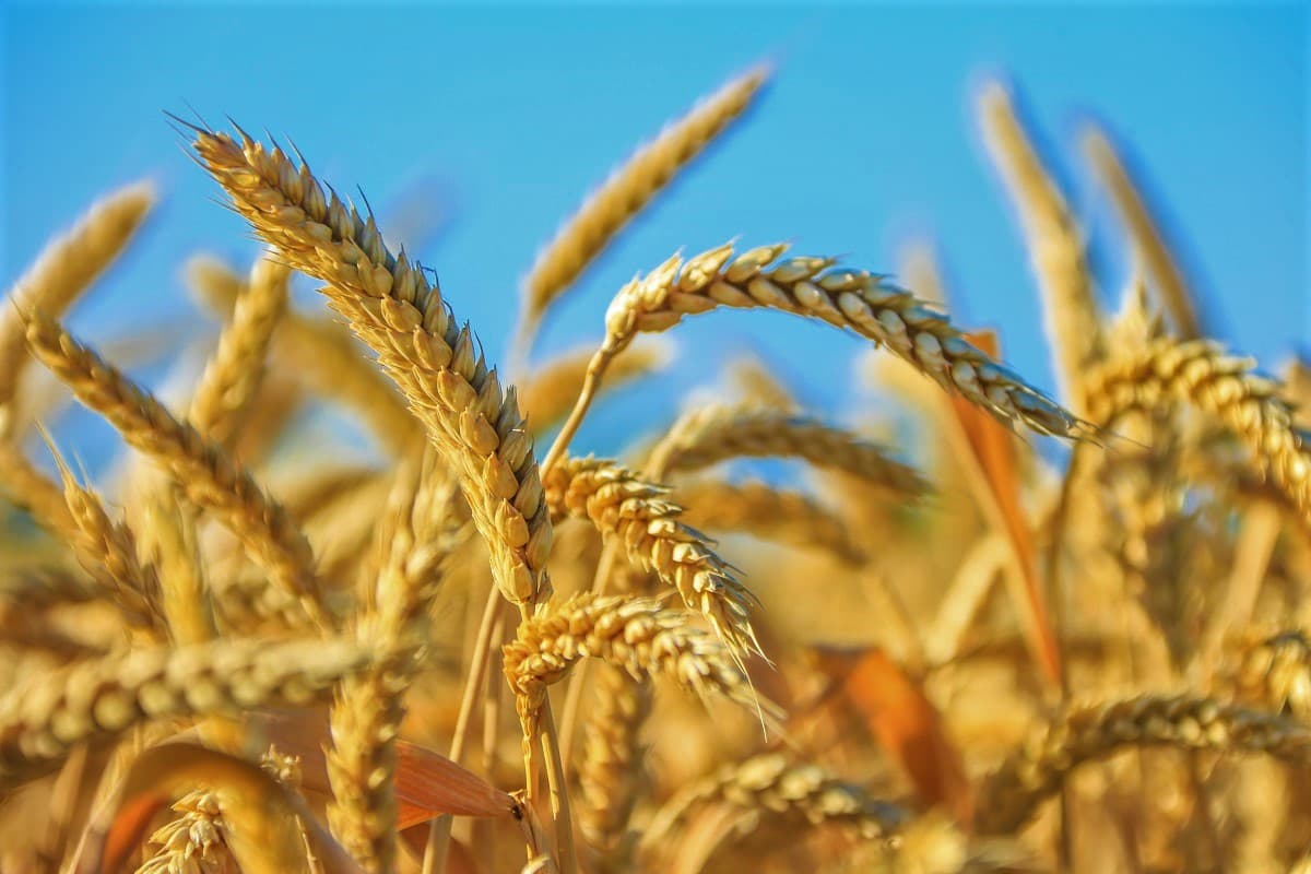 turkmenistan-goskomissiya-zhatva