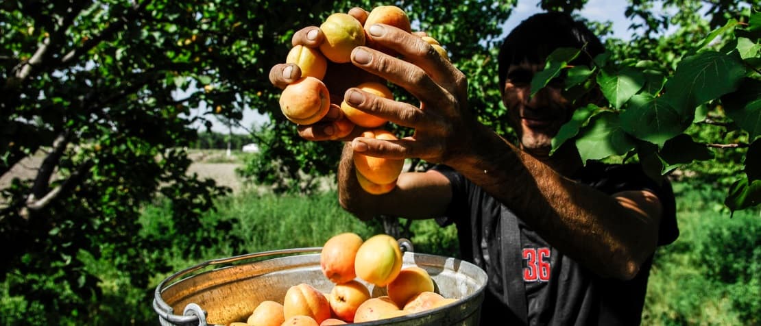 vebinar-fao-cur-v-turkmenistane