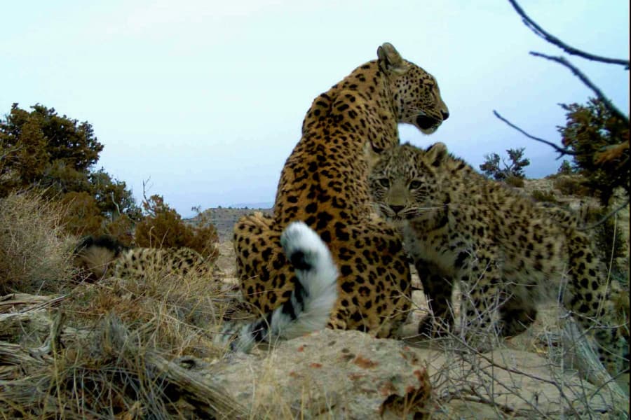 turkmenistan-biologik-kopdurluligi-gorap-saklamak-boyunca-milli-strategiyasyny-tazeleyar