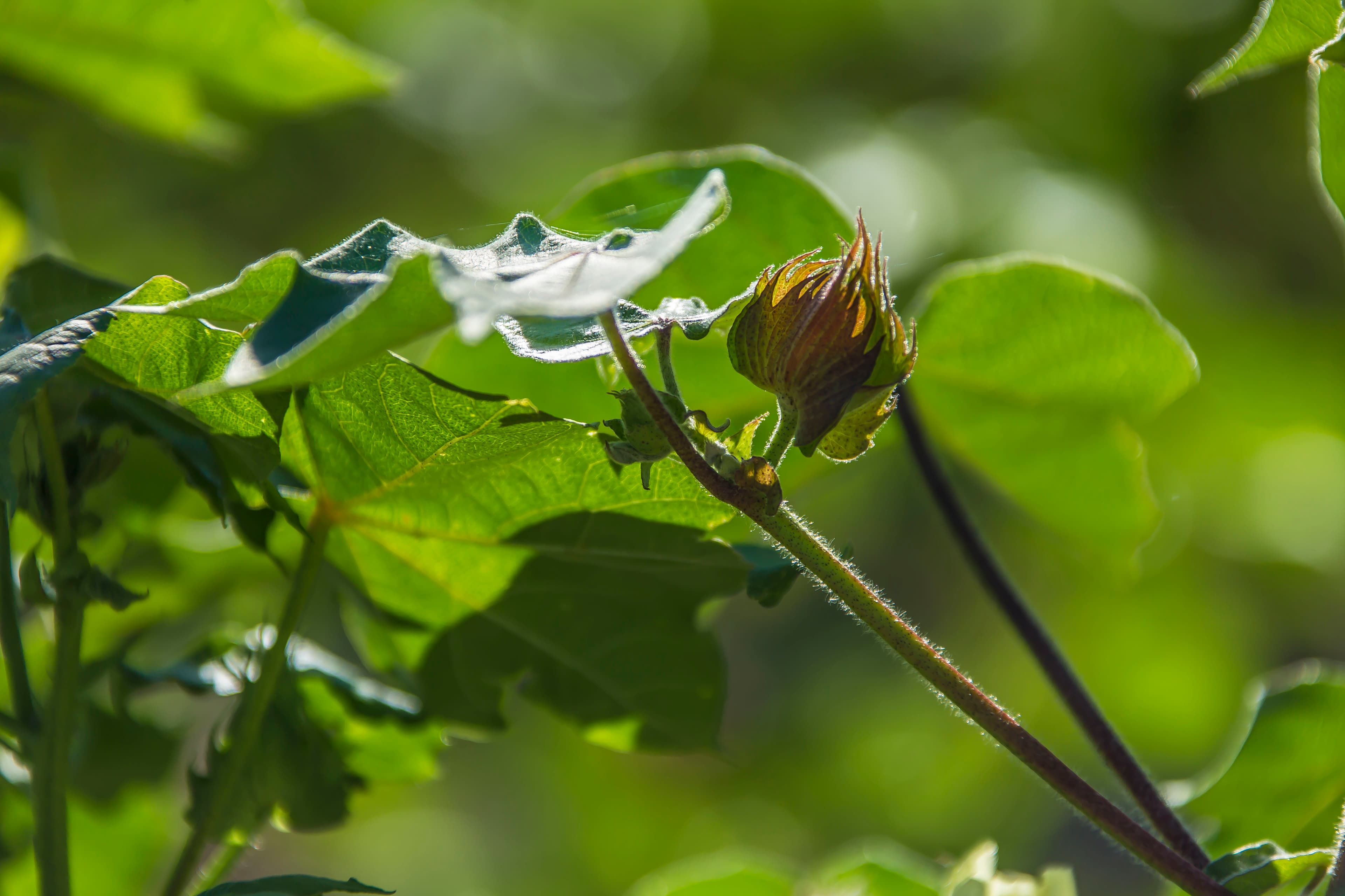 china-turkmenistan-agricultural-cooperation-xinjiang-cotton-2026