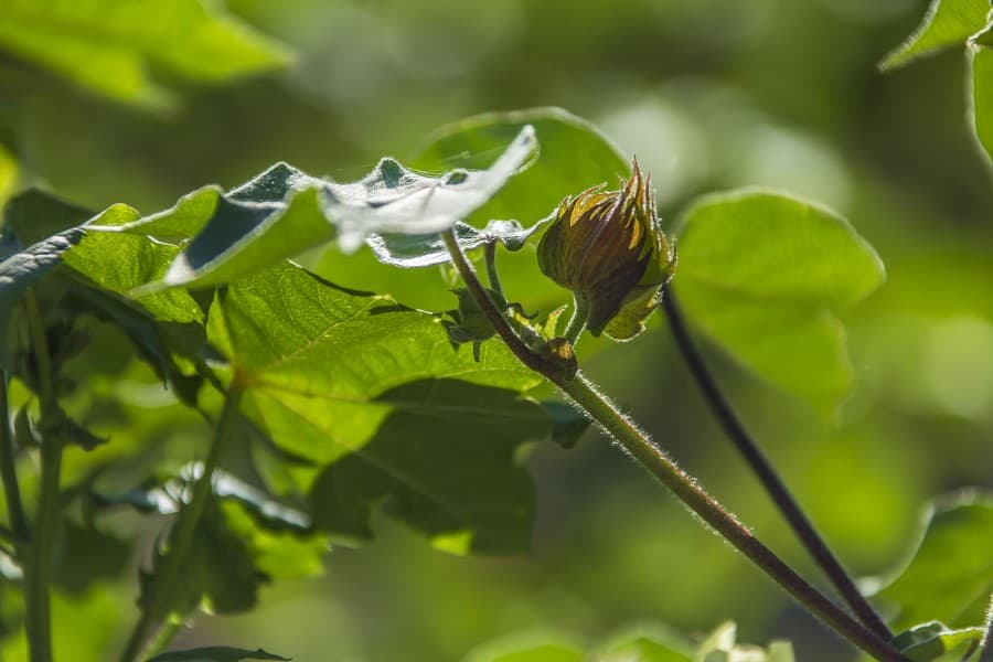 hytay-turkmen-oba-hojalyk-hyzmatdaslygynyn-binyadyny-tutmak