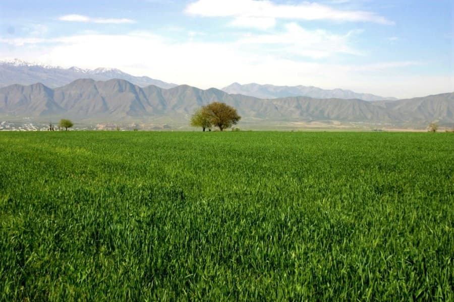 agricultural-calendar-and-social-priorities-agenda-meeting-president-turkmenistan