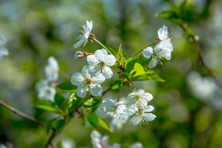 8-nji-mart-bayramcylygy-mynasybetli-turkmenistanlylara-uc-gunluk-dync-alys-gunleri-garasyar
