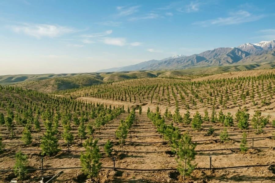 nationwide-greening-campaign-turkmenistan-will-take-place-march-21