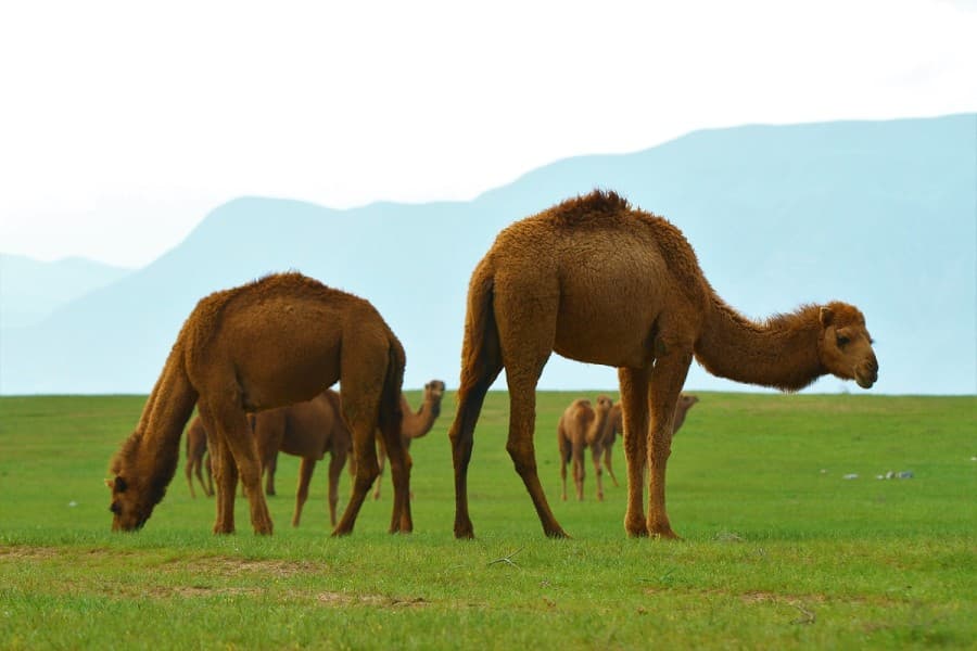 uae-and-mongolia-are-establishing-reference-laboratory-camel-health-diagnostics-central-asia