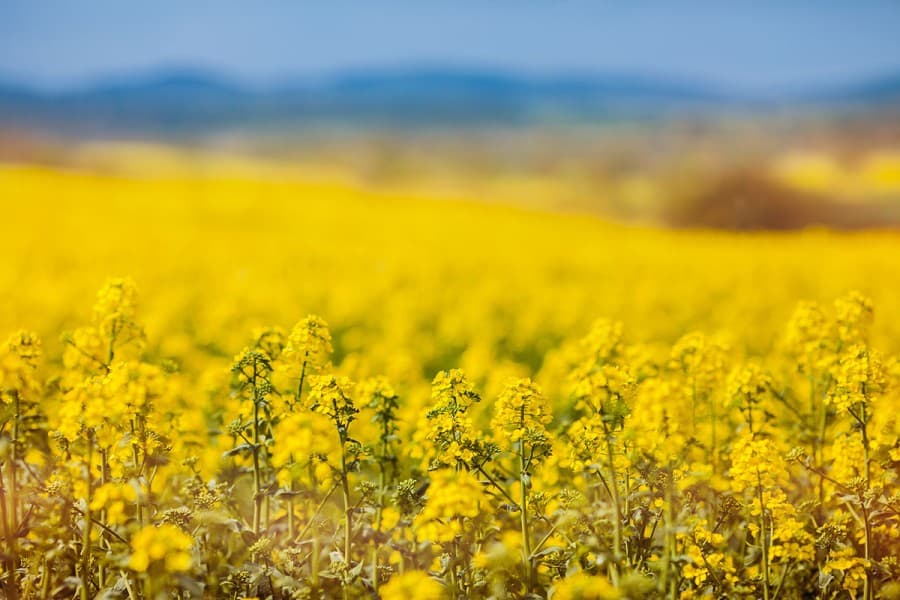 rapeseed-meal-bashkortostan-turkmenistan-expands-its-high-protein-feed-supply-geography
