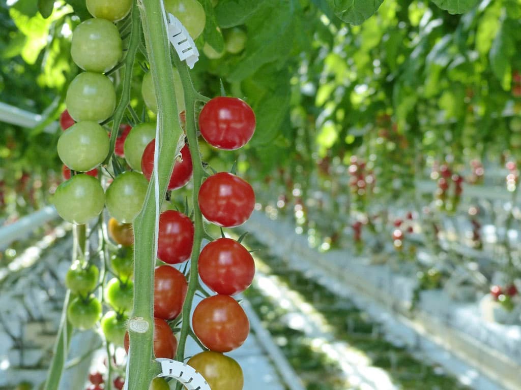 ebrr-podderzhivaet-turkmenistan-v-prodvizhenii-teplichnyh-tehnologij