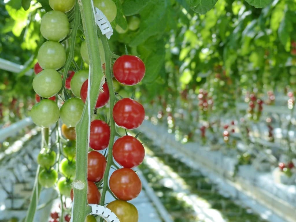 investicii-v-razvitie-teplichnyh-hozyajstv-v-turkmenistane-odin-iz-prioritetov-ebrr