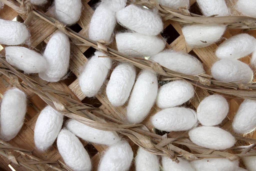 turkmenistan-uvelichit-investicii-v-shelkovodstvo