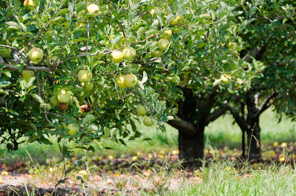 UIET Contribution: 13 Million fruit trees for 10 years
