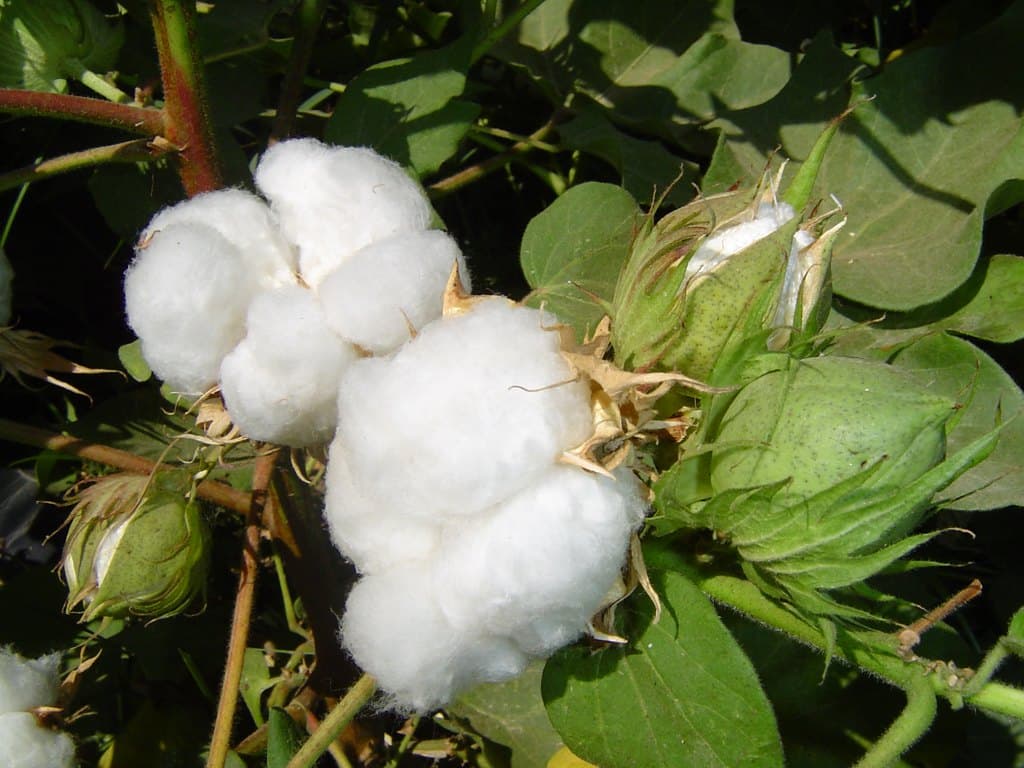 turkmenistan-zakupit-ammiachnuyu-selitru-dlya-podkormki-hlopchatnika