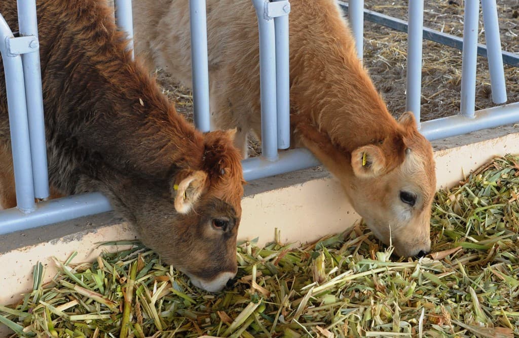 The Procedure for registration of forages and fodder additives has been approved in Turkmenistan