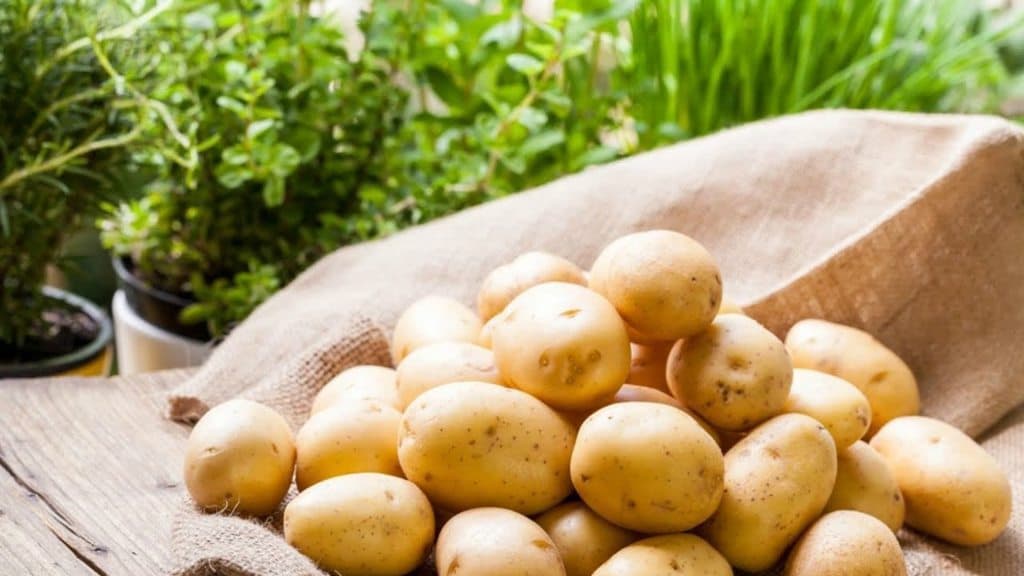 srednyaya-urozhajnost-kartofelya-v-turkmenistane-sostavila-180-centnerov-s-gektara