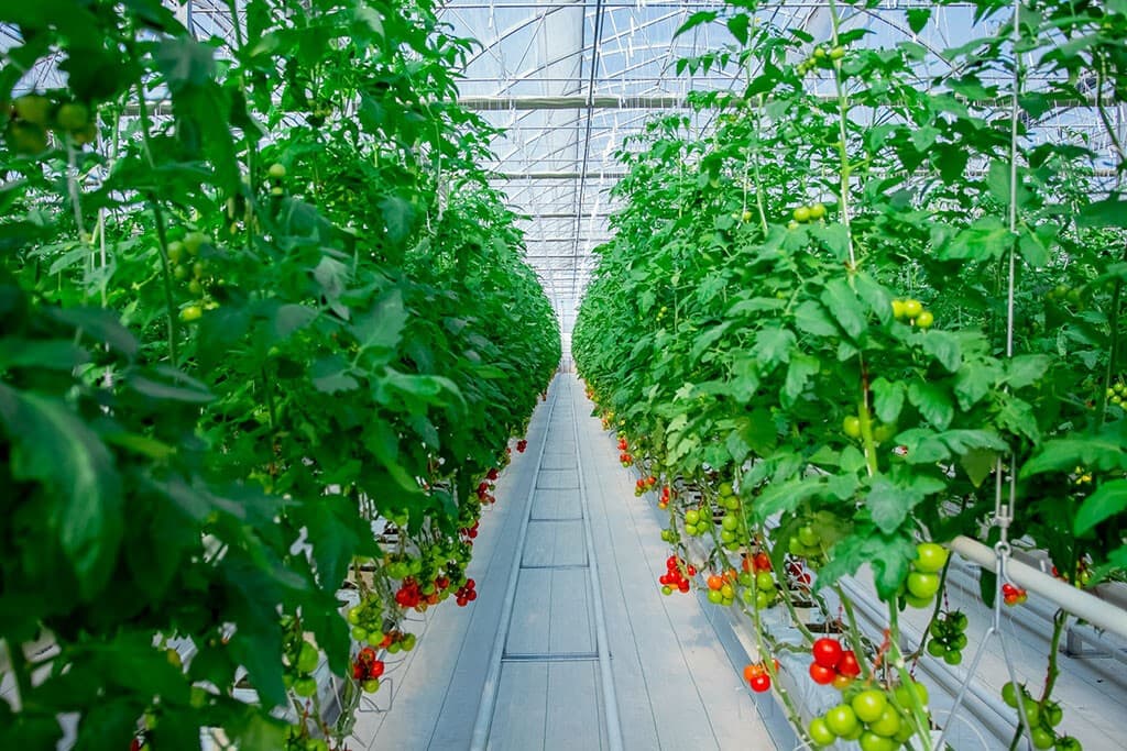 obshchaya-ploshchad-chastnyh-teplic-v-turkmenistane-dostigla-450-gektarov