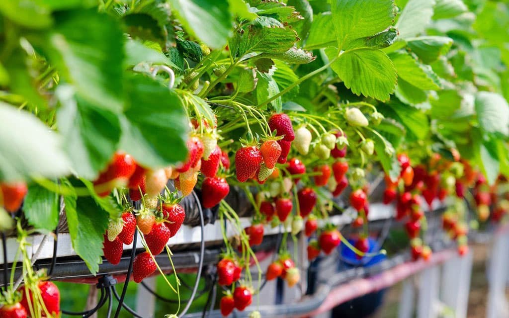 ne-tomatom-edinym-chto-turkmenskie-predprinimateli-vyrashchivayut-v-teplicah