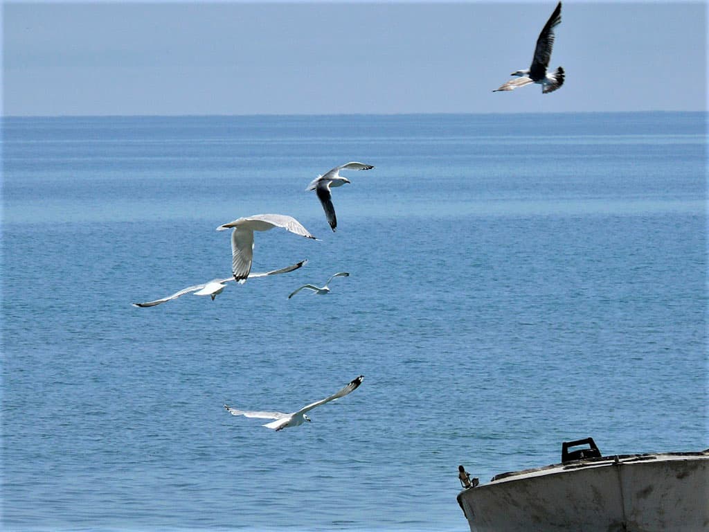 Day of the Caspian Sea was marked in Ashkhabad the international forum of ecology