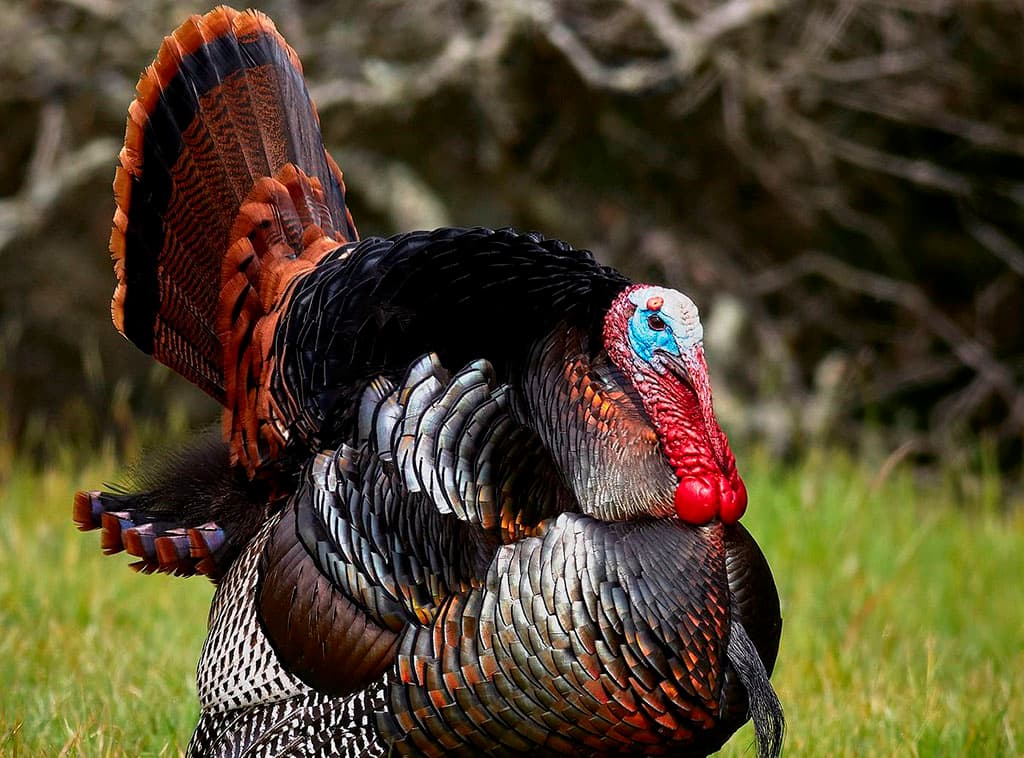CONTINUATION OF MY STAY IN THE KINGDOM OF TURKEYS