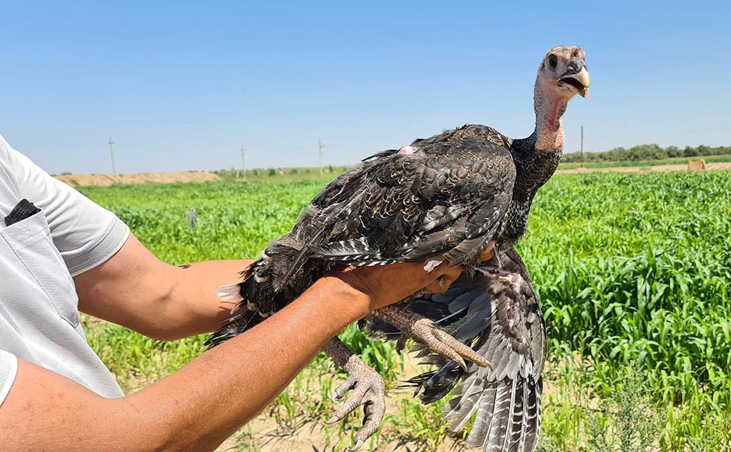 REGULAR STAY IN THE KINGDOM OF TURKEYS