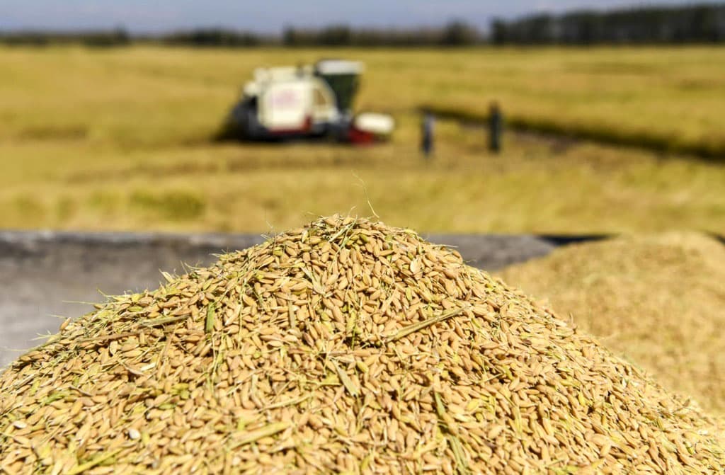 rice-harvesting-started-dashoguz-region