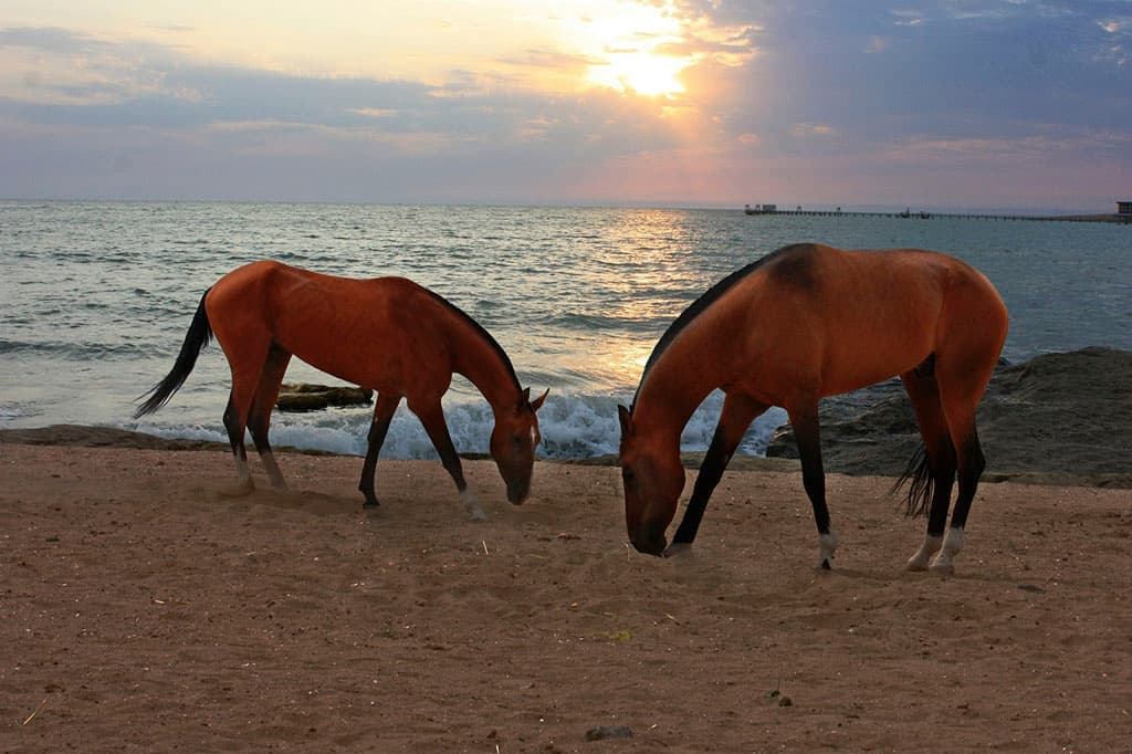 UIET held the international conference «Basic directions and possibilities of development of tourism in Turkmenistan»