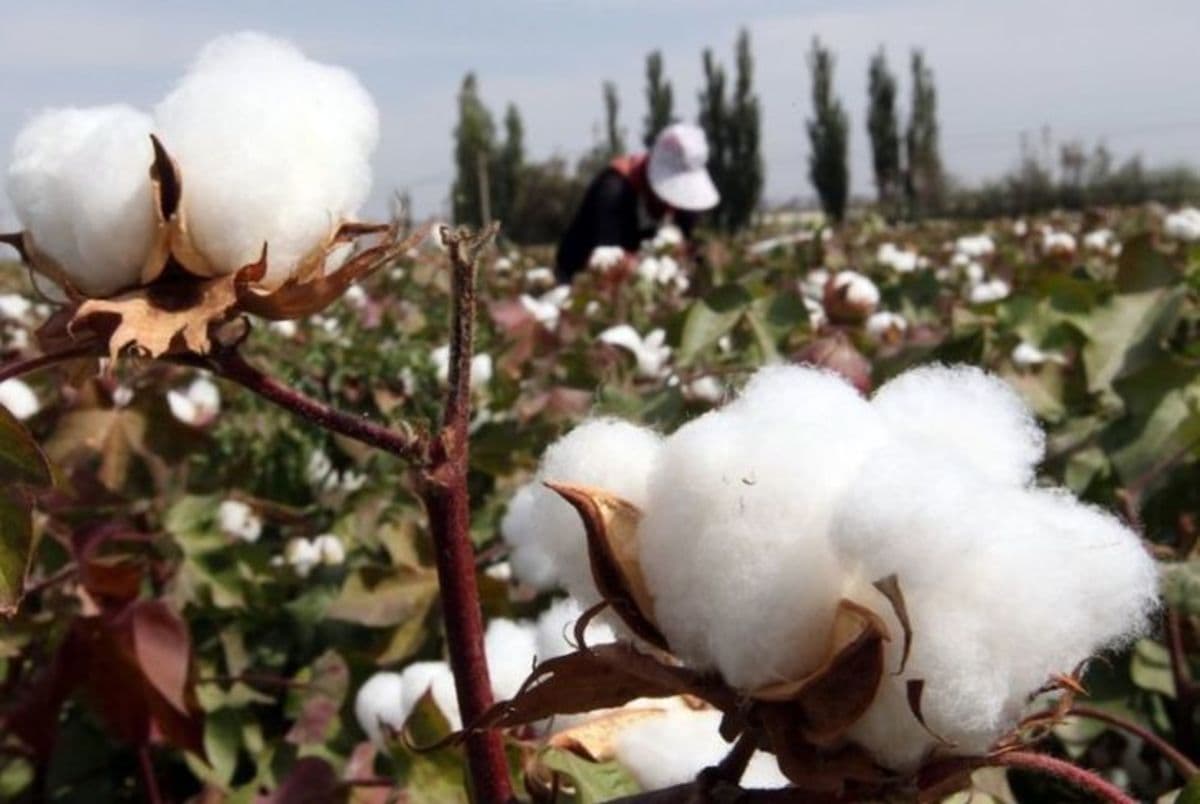 v-2022-godu-v-turkmenistane-zaplanirovano-zaseyat-580-tysyach-gektarov-hlopka