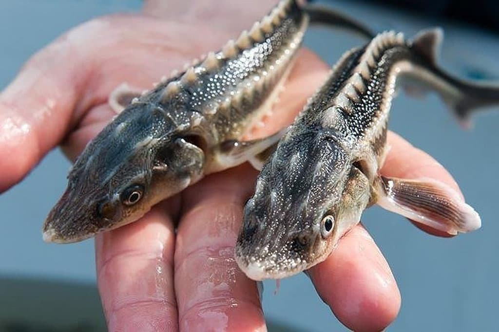 vosproizvodstvo-vodnyh-bioresursov-tema-turkmeno-rossijskoj-videokonferencii