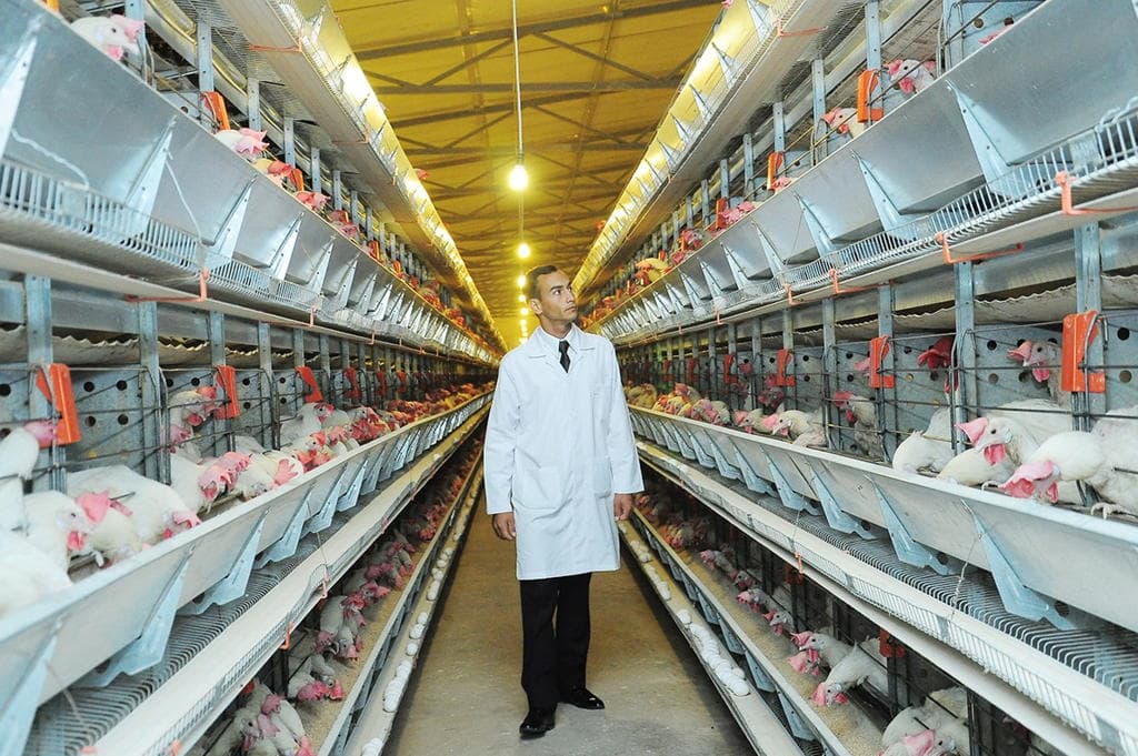 Türkmenistanyň hökümeti guşçulygyň ösüşine itergi berer