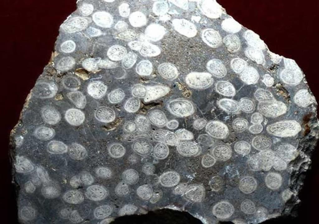 Türkmen alymlary geologiýa gözleg işleri wagtynda Ýura döwrüniň daşa öwrülen galyndysyny tapdylar