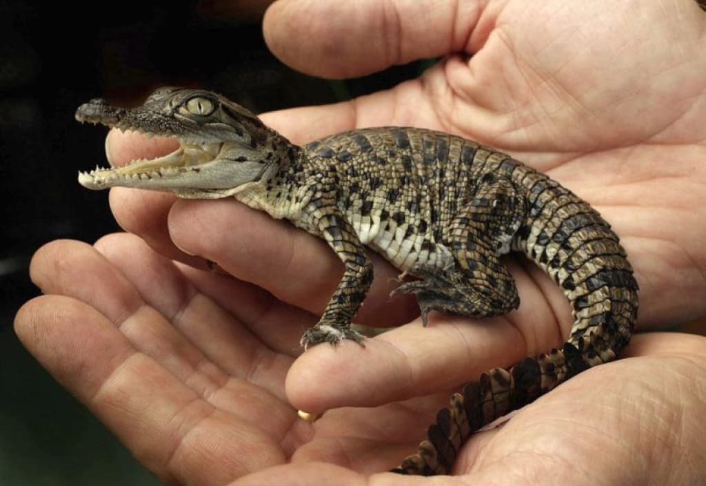 baby-nile-crocodile-was-born-ashgabat-zoo