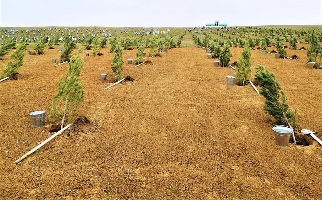 turkmen-citizens-go-out-mass-planting-trees-november-5