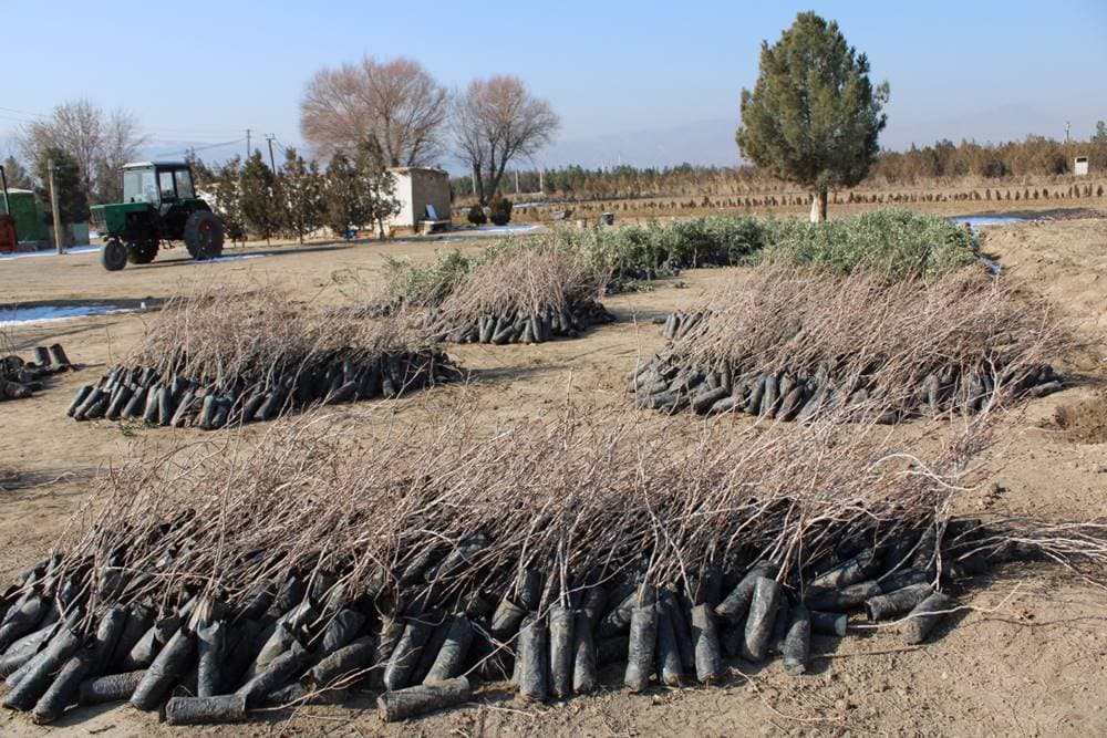 fao-sodejstvuet-realizacii-nacionalnoj-lesnoj-programmy-v-turkmenistane