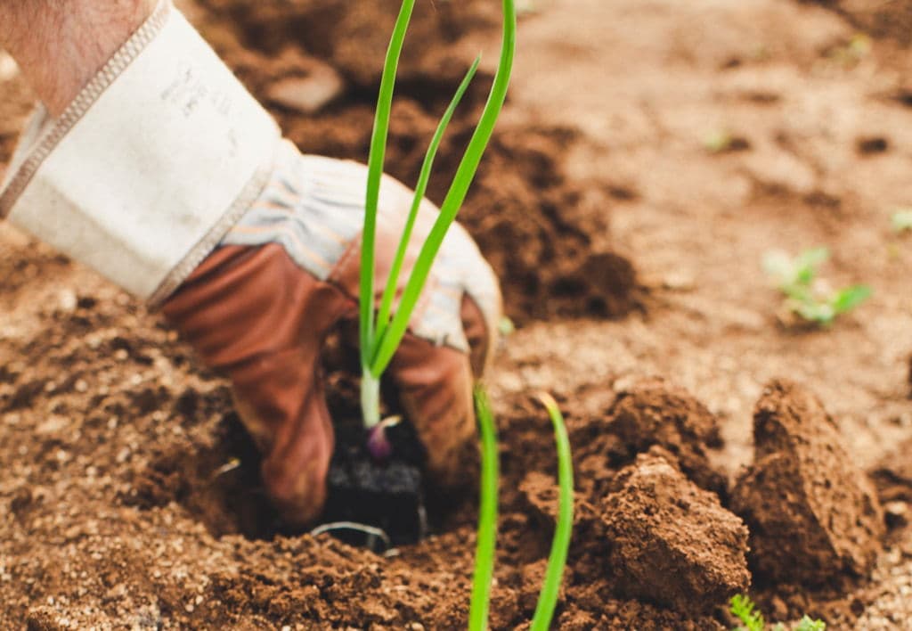 The EBRD has announced a competition for innovations in agriculture and food production