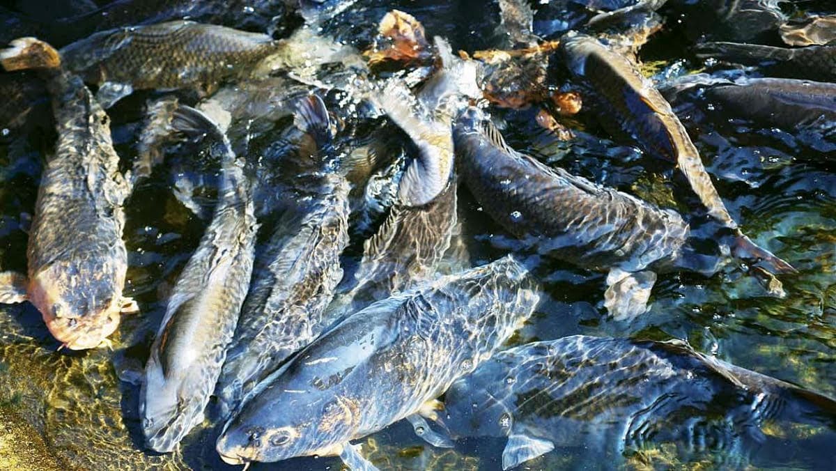 The catch of the Mary fishery in 2022 amounted to more than 270 tons of fish