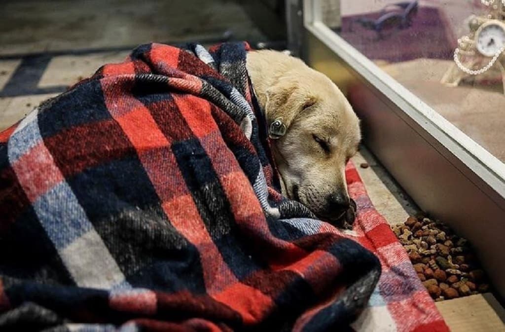 Mobile hospitals for animals rescued from the rubble organized in Turkey