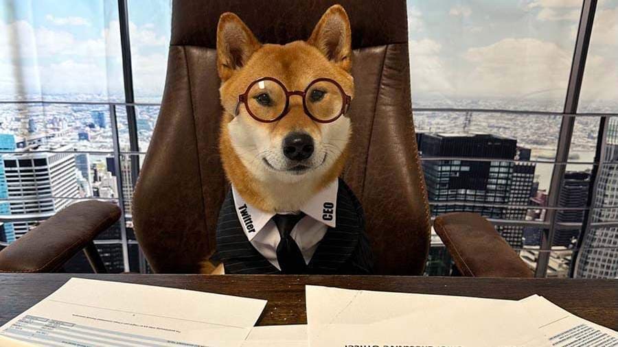 Elon Musk "appointed" his dog to the post of CEO of Twitter