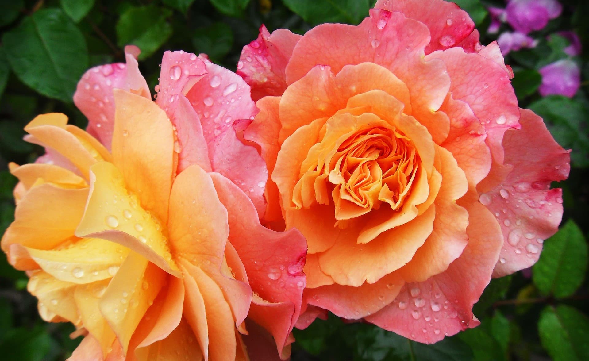 iran-planiruet-eksport-dekorativnyh-cvetov-v-turkmenistan