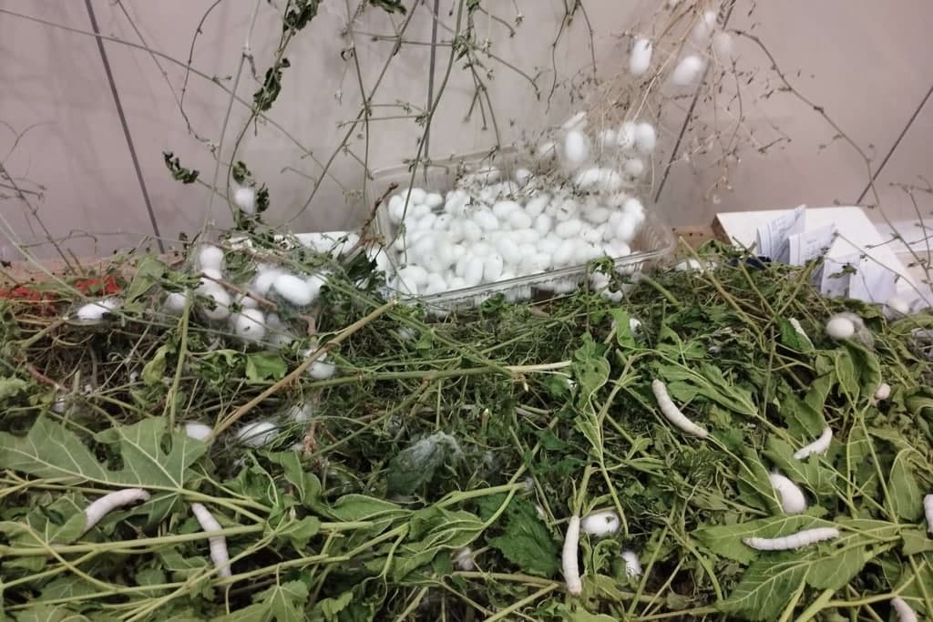 Turkmen scientists have found a way to make Turkmenistan a leader in sericulture