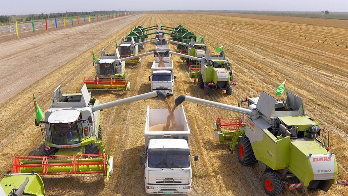 About 200 trucks are involved in the grain harvesting operation in Mary