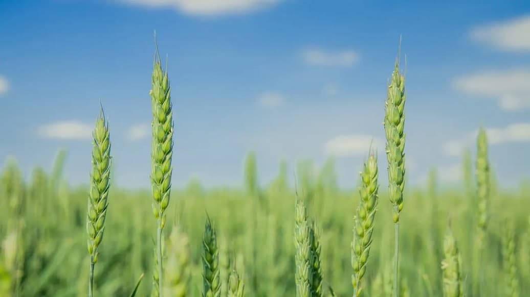 The EAEU countries plan to introduce electronic trade in agricultural products