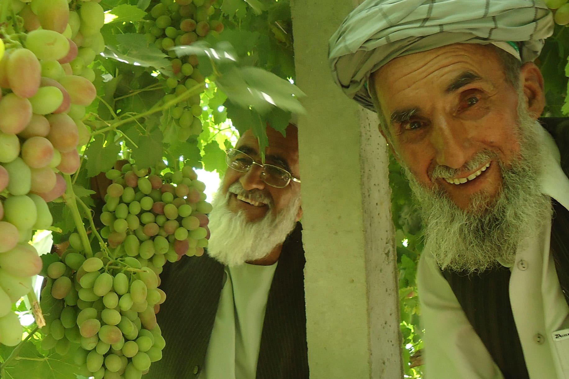 Afghanistan exported fresh grapes to Russia for the first time