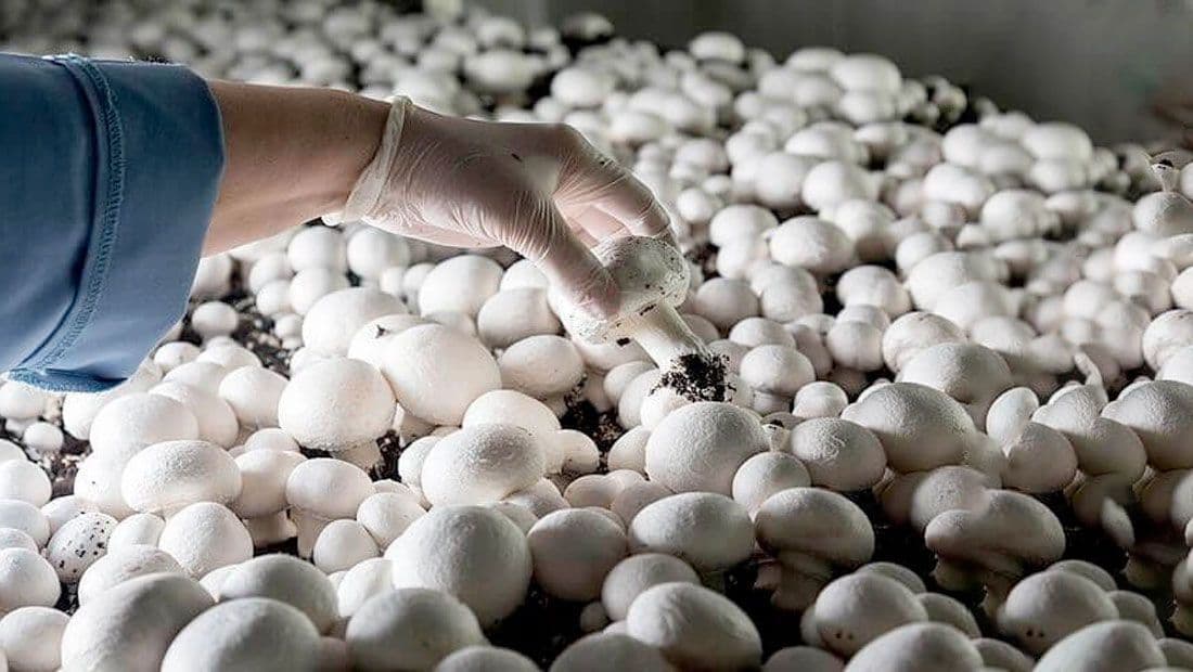 Turkmen enterprise offers fresh and canned mushrooms